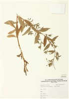 藏品(黑龍江柳葉菜)的圖片